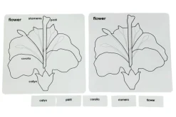 Botany Puzzle - Parts of a Flower