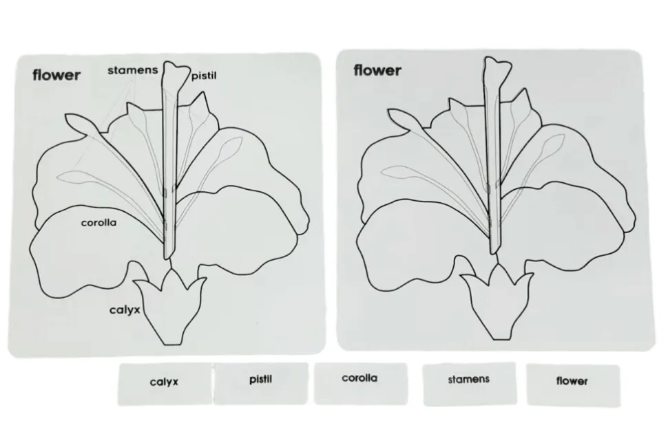 Botany Puzzle - Parts of a Flower