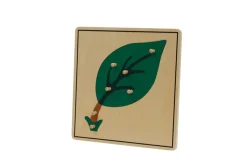 Botany Puzzle - Parts of a Leaf