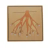 Botany Puzzle - Parts of a Root