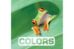 Colors by Marie Vendittelli