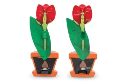 Cross-Section Flower Model