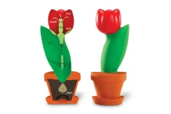 Cross-Section Flower Model