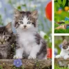 Cuddly Kittens - 3 x 49pc Puzzles