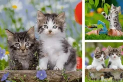 Cuddly Kittens - 3 x 49pc Puzzles