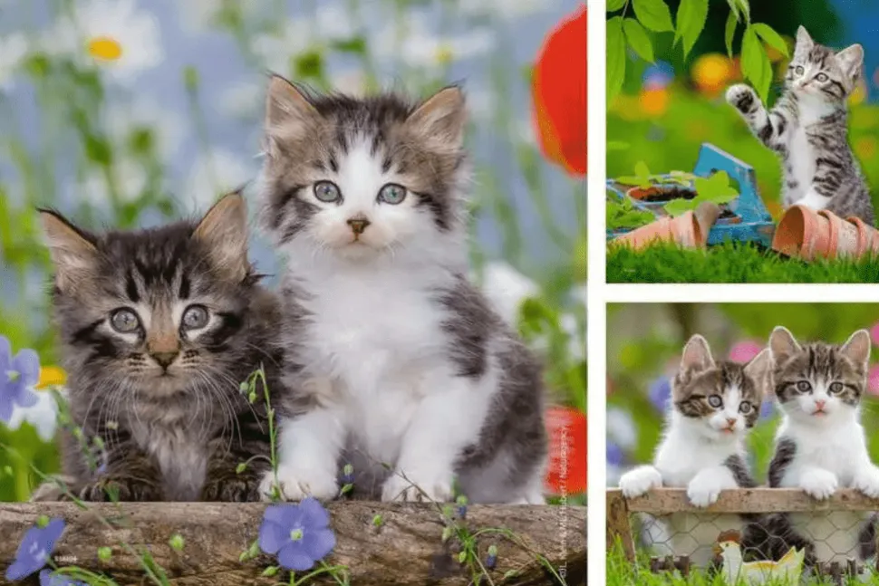 Cuddly Kittens - 3 x 49pc Puzzles