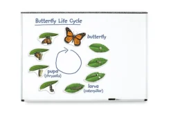 Giant Magnetic Butterfly Life Cycle