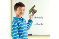 Giant Magnetic Butterfly Life Cycle