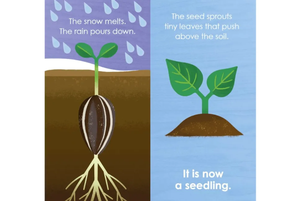 Montessori: Seed Work