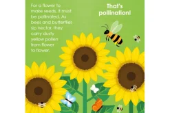 Montessori: Seed Work