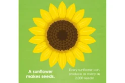 Montessori: Seed Work