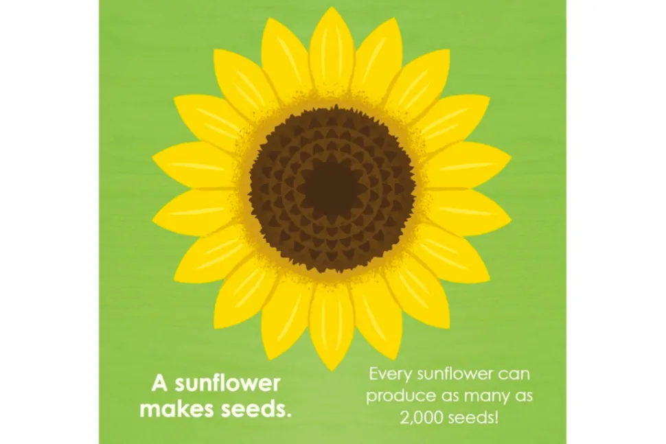 Montessori: Seed Work