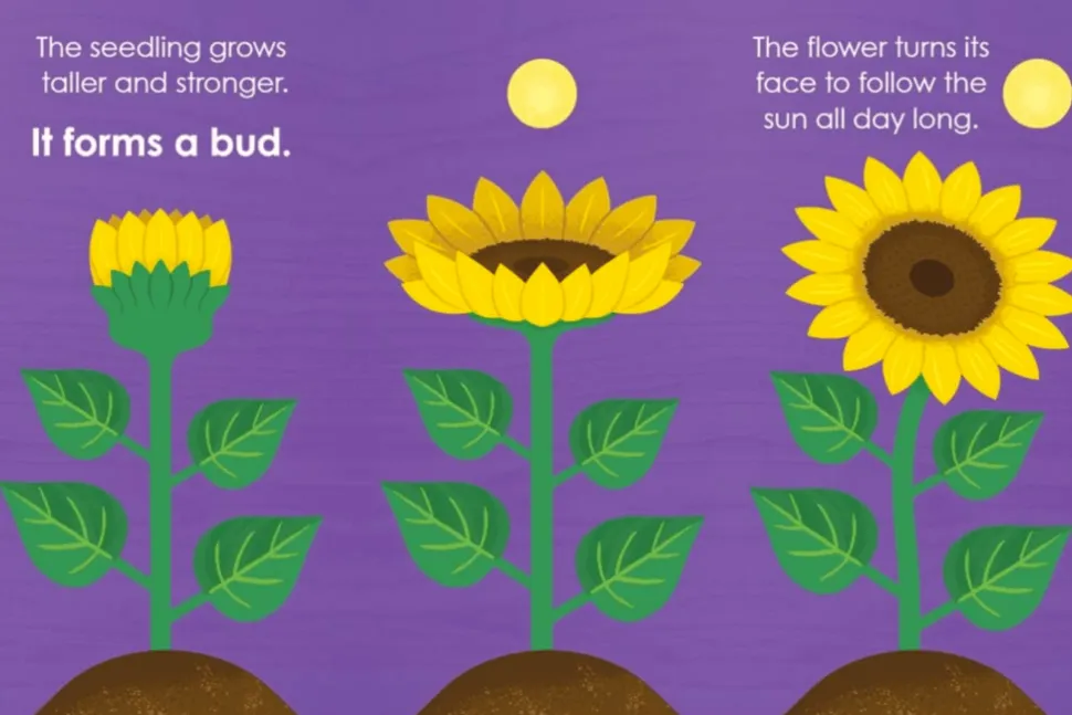 Montessori: Seed Work