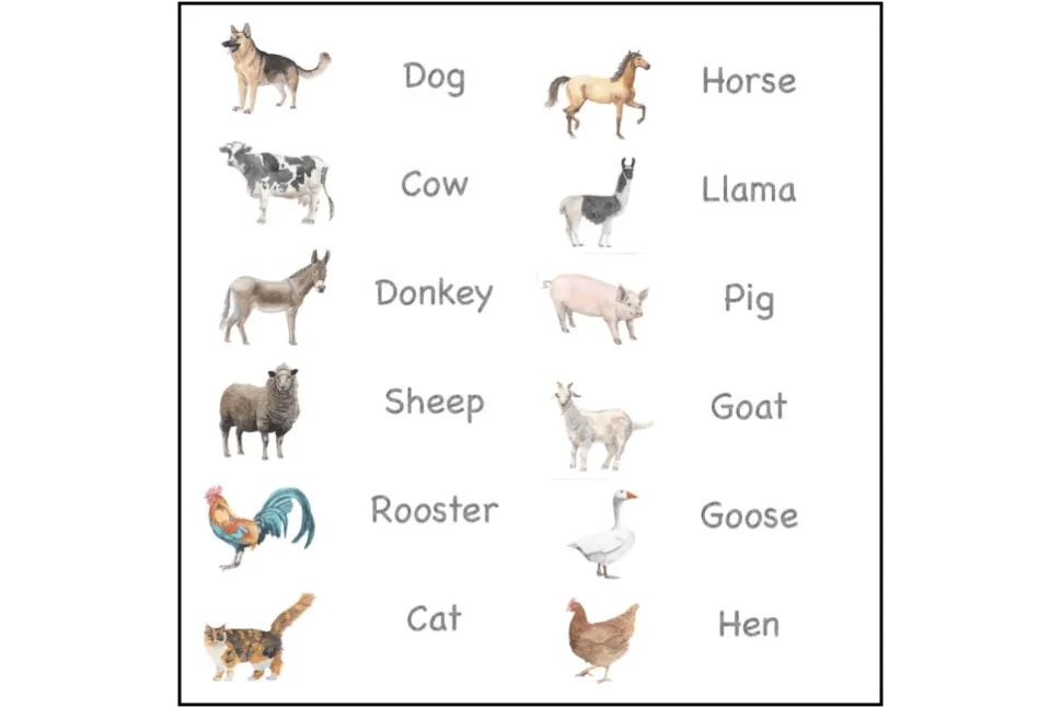 Nomenclature Cards (Multiple Themes Available)