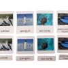 3-Part Language Cards - Marine Animals