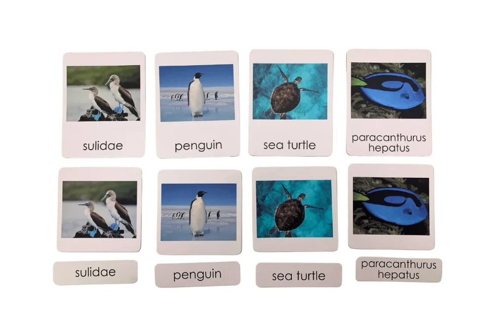 3-Part Language Cards - Marine Animals