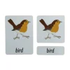 3-Part Language Cards - Parts of a Bird