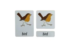 3-Part Language Cards - Parts of a Bird