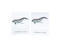 3-Part Language Cards (Watercolour) (Multiple Themes Available)