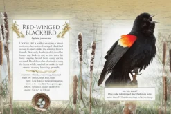 The Little Book of Backyard Bird Songs