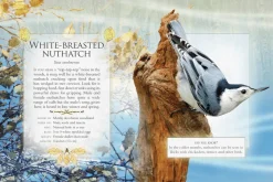 The Little Book of Woodland Bird Songs